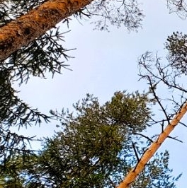 Продажа земли пос. Малышево, улица Центральная Продажа земли пос. Малышево, улица Центральная