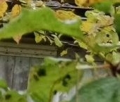 Продать Дачи, коттеджи, загородные дома Рощино пгт, переулок Безымянный, 3   