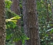 Продать Дачи, коттеджи, загородные дома пос. Западная Лица, улица Адмирала Нахимова, 10   