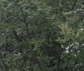 Продать Дачи, коттеджи, загородные дома Липки СНТ, 4-я линия, 104   