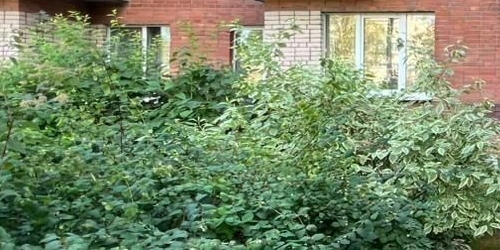 1-комн квартира Пушкин, улица Генерала Хазова, 6