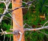 Продать Дачи, коттеджи, загородные дома Щегловское Раздолье кп, улица Изумрудная   