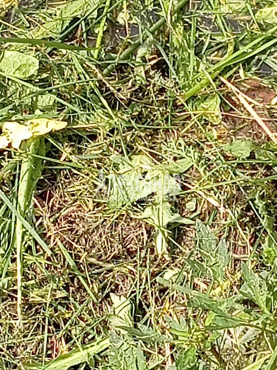 Продажа дома Боровое пос.