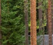 Продать Дачи, коттеджи, загородные дома пос. Репино   