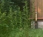 Продать Дачи, коттеджи, загородные дома Петергоф, улица Дзержинского, 7   