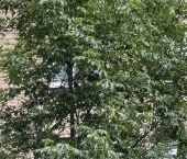 Продать Квартиры вторичка улица Плеханова, 3К2   