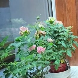 Продажа 3-комн квартиры на вторичном рынке Алтайская улица, 26