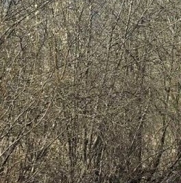 Продажа земли дорога В Рыбацкое, 8 Продажа земли дорога В Рыбацкое, 8