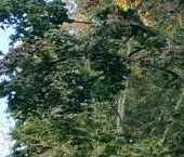 Продать Квартиры вторичка улица Фомичевой, 16К3   