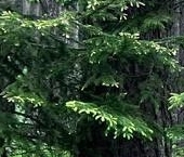 Продать Земельные участки, земля Зеленогорск   