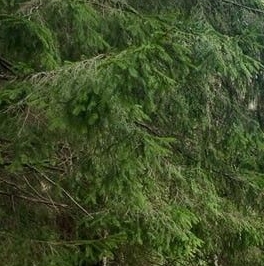 Продажа дома д. Вартемяги, улица Авиаторов, 1