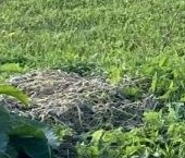 Продать Дачи, коттеджи, загородные дома д. Ивановка (Пудостьское территориальное управление), улица Лесная, 17   