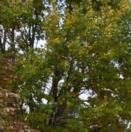 Продажа дома Лебяжье городской поселок, улица Красногорская, 46 Продажа дома Лебяжье городской поселок, улица Красногорская, 46