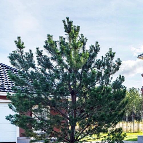 Земельный участок Петергоф, Петергофские Дачи кп