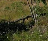 Продать Дачи, коттеджи, загородные дома Садовые участки, улица Боровая  675 