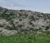 Продать Земельные участки, земля Павловск, Березовая улица   