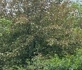 Продать Дачи, коттеджи, загородные дома Рабочий Поселок-2 СНТ, улица Полевая  156 