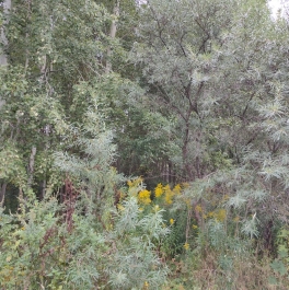 Продажа земли коттеджный посёлок Согласие-2, коттеджный посёлок Согласие-2