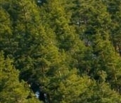 Продать Земельные участки, земля Вырица городской поселок, улица Костромская, 30   