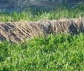 Продать Земельные участки, земля пос. Дивенский, улица 2-я Лесная   