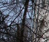 Продать Квартиры вторичка Павловск, Детскосельская улица, 6   