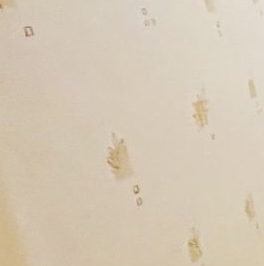 Аренда 2-комн квартиры на вторичном рынке пос. Металлострой, Садовая улица, 20 Аренда 2-комн квартиры на вторичном рынке пос. Металлострой, Садовая улица, 20