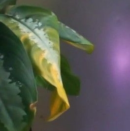 Продажа 3-комн квартиры на вторичном рынке пос. Развилка, 39 Продажа 3-комн квартиры на вторичном рынке пос. Развилка, 39