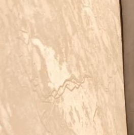 Аренда 1-комн квартиры на вторичном рынке Комендантский проспект, 58к1