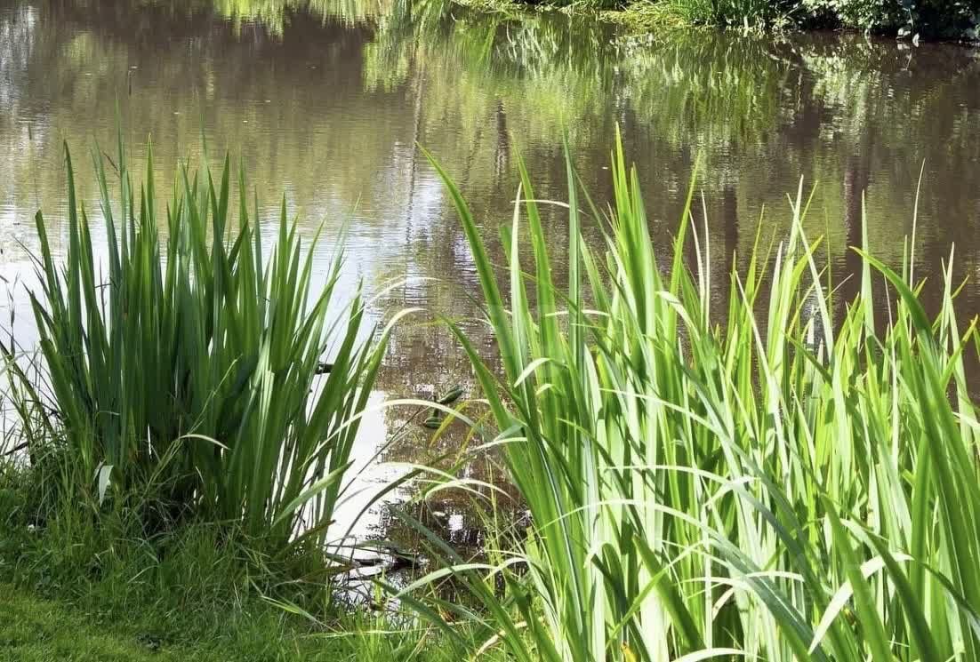 Продажа дома Посадников остров садоводческий массив, Дружба-3 СНТ, 23-я линия