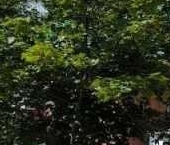 Продать Квартиры вторичка Сергиев Посад, Новоугличское шоссе, 11   