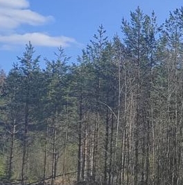 Продажа земли Дружная Горка городской поселок, улица Пограничная Продажа земли Дружная Горка городской поселок, улица Пограничная