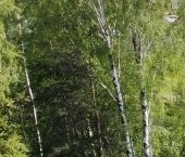 Продать Земельные участки, земля пос. Парголово   