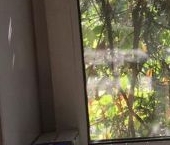 Сдать в аренду Квартиры вторичка Пушкин, Оранжерейная улица, 62   