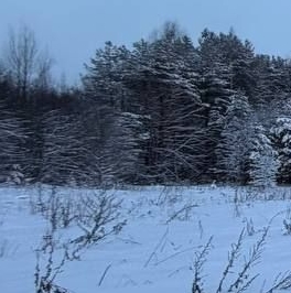 Продажа земли Массив Никольское кп, Красный Бор городской поселок, 2