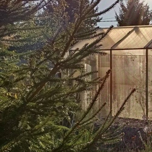 Коттедж/дом Грузино СНТ, улица Центральная