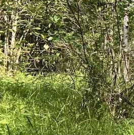 Продажа земли Посадников остров садоводческий массив, 8-я линия Продажа земли Посадников остров садоводческий массив, 8-я линия