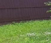 Продать Дачи, коттеджи, загородные дома Торики-2 СНТ, 11-я линия, 144   