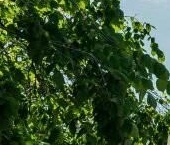 Продать Квартиры вторичка Гагаринская улица, 19   