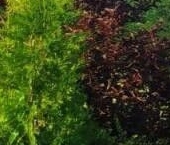 Продать Дачи, коттеджи, загородные дома Борисова Грива садоводческий массив, Фурнитура СНТ   