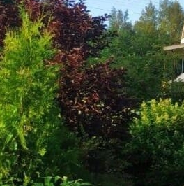 Продажа дома Борисова Грива садоводческий массив, Фурнитура СНТ