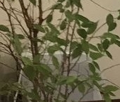 Сдать в аренду Квартиры вторичка проезд Одоевского, 7К7   