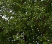 Продать Дачи, коттеджи, загородные дома Участки в Ропше кп, улица Осенняя   