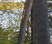 Продать Земельные участки, земля Волшебное Озеро кп, пос. При железнодорожной станции Лемболово   