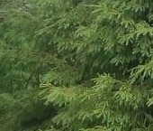 Продать Дачи, коттеджи, загородные дома Симагинские высоты кп, проезд Еловый  18 