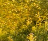 Продать Земельные участки, земля пос. Петрушино, Отрадное, улица Тихая   