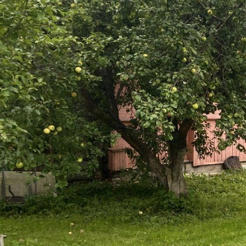 Коттедж/дом пос. Оредеж, улица Сазанова, 20