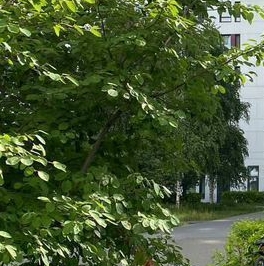 Аренда 2-комн квартиры на вторичном рынке Березовая аллея, 17к1 Аренда 2-комн квартиры на вторичном рынке Березовая аллея, 17к1