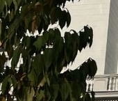 Продать Квартиры вторичка Котельническая набережная, 25к2   