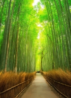 Морозова Яна Витальевна