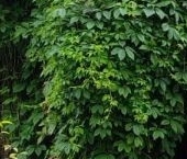 Продать Дачи, коттеджи, загородные дома Ухта садоводческий массив, Белогорка СТ  103 